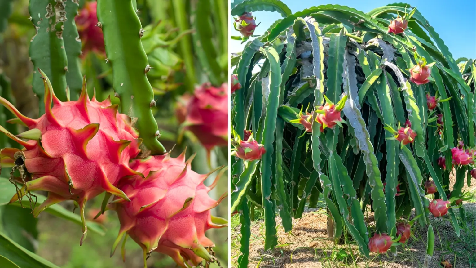 Dragon Fruit Plant Care 2026